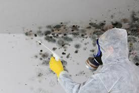 Mold Remediation for Rental Properties in Dagsboro, DE